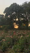 notparris Altpins Profile Picture