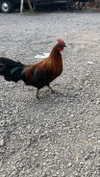 notparris Altpins Profile Picture