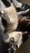 noy.razz Altpins Profile Picture