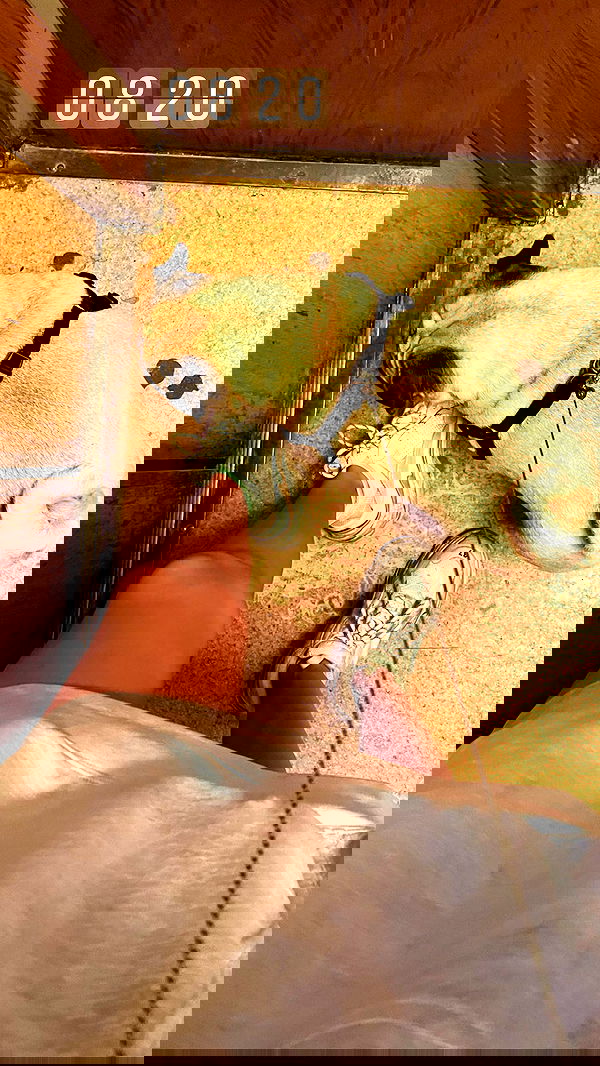 nyityam nyityam archive image