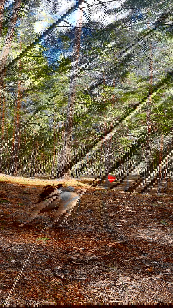 nyityam nyityam archive image