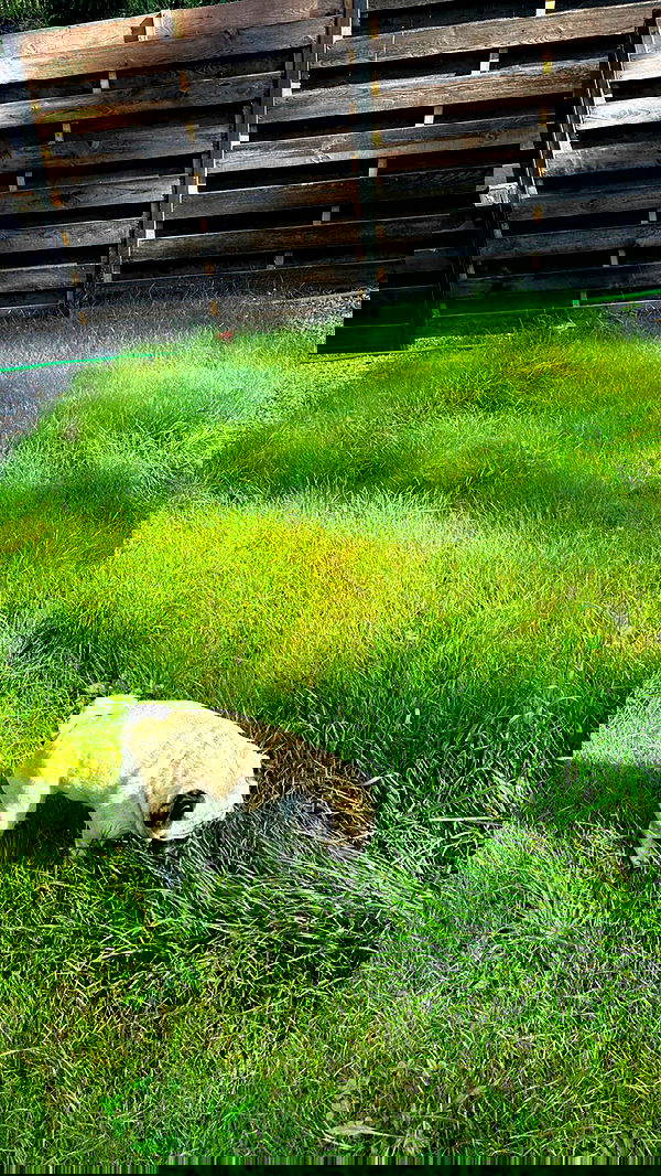 nyityam nyityam archive image