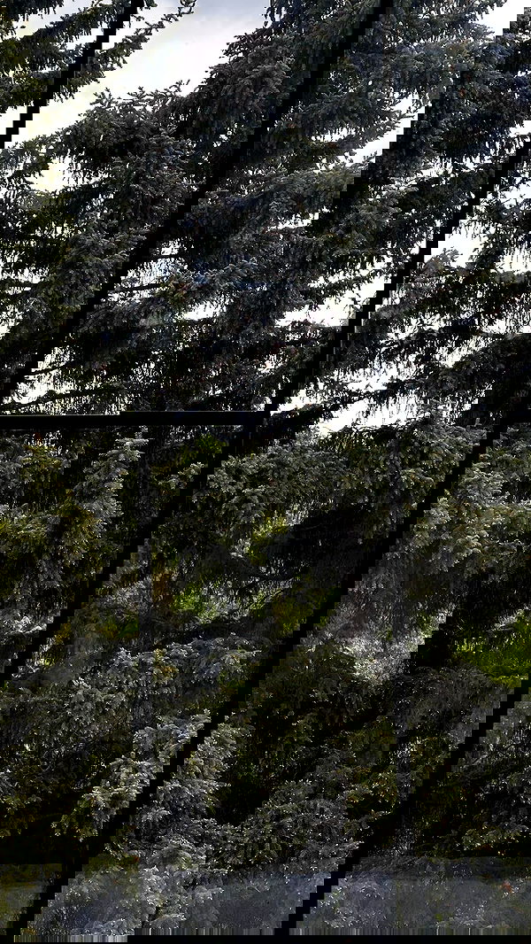 nyityam nyityam archive image