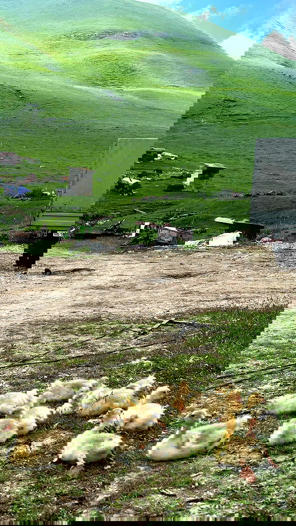 nyityam nyityam archive image