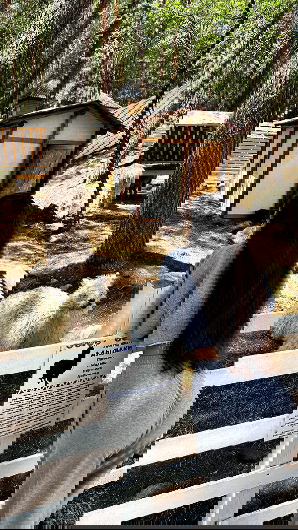 nyityam nyityam archive image