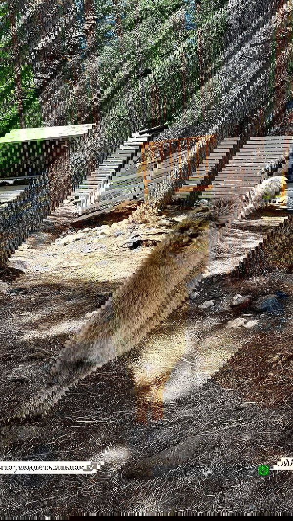 nyityam nyityam archive image