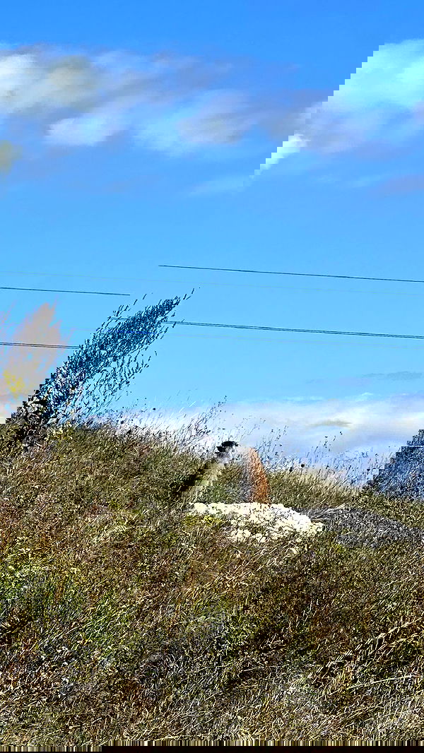 nyityam nyityam archive image