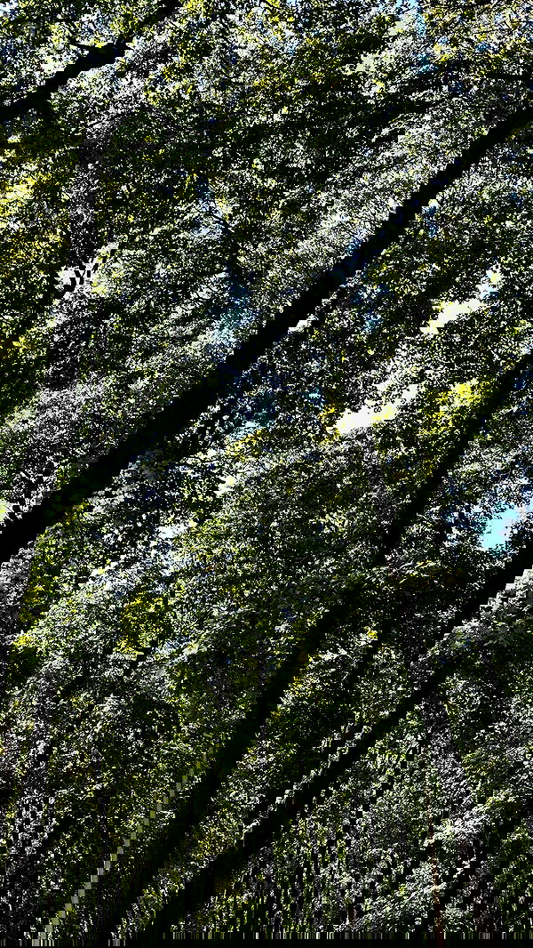 nyityam nyityam archive image