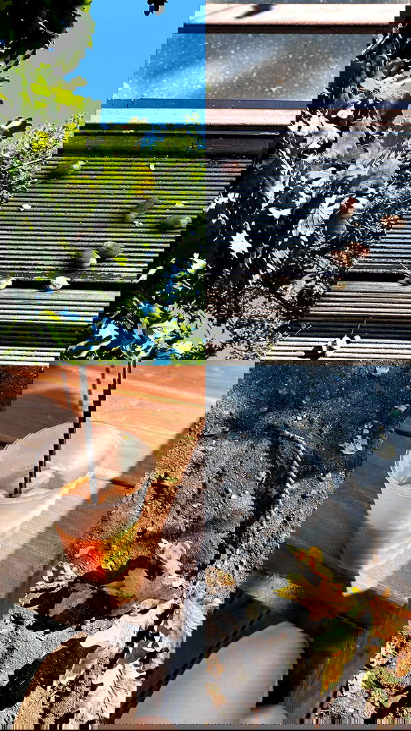 nyityam nyityam archive image