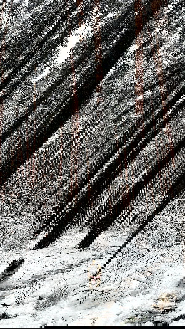 nyityam nyityam archive image