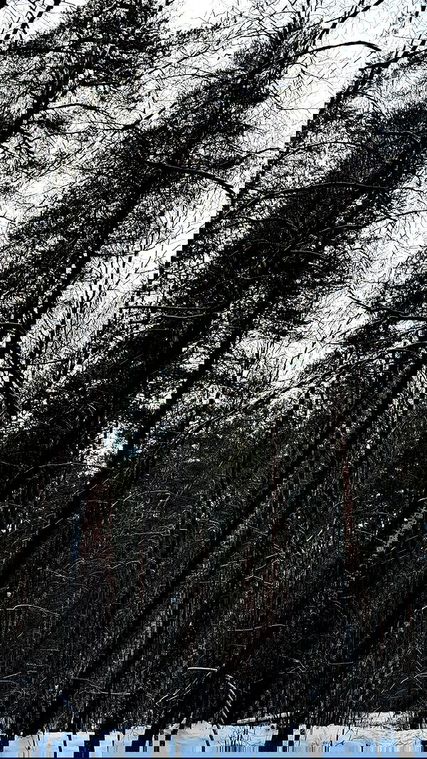 nyityam nyityam archive image