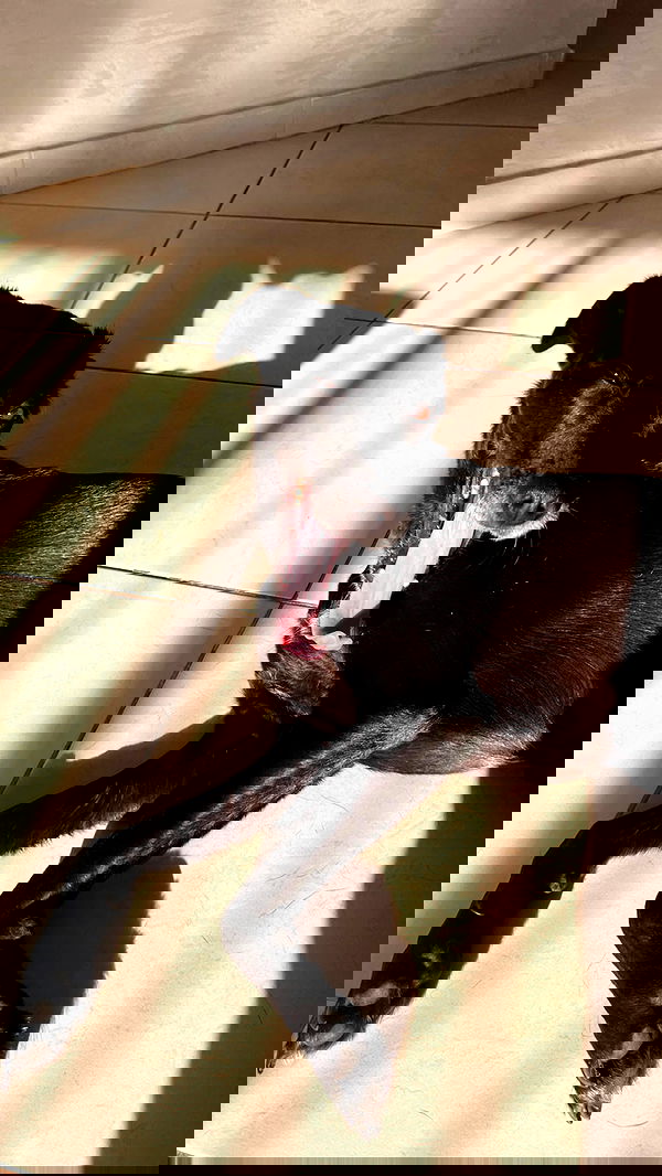 onlmeow onlmeow archive image