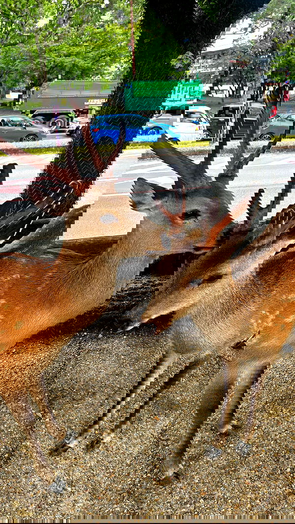 ormosheee ormosheee archive image