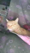 petitekitti Altpins Profile Picture