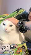 petitekitti Altpins Profile Picture