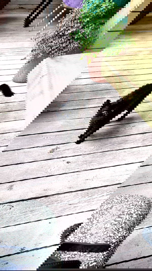 purrrik purrrik archive image