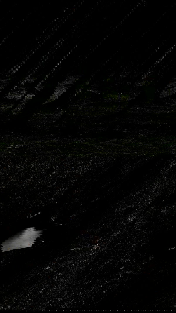 quincymood quincymood archive image