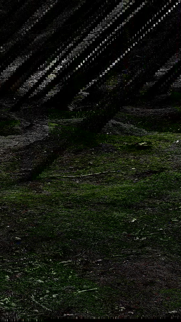 quincymood quincymood archive image