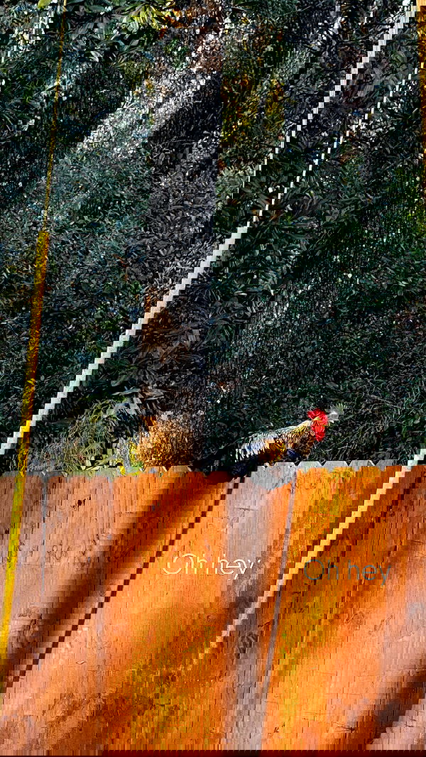 rachelc00k rachelc00k archive image