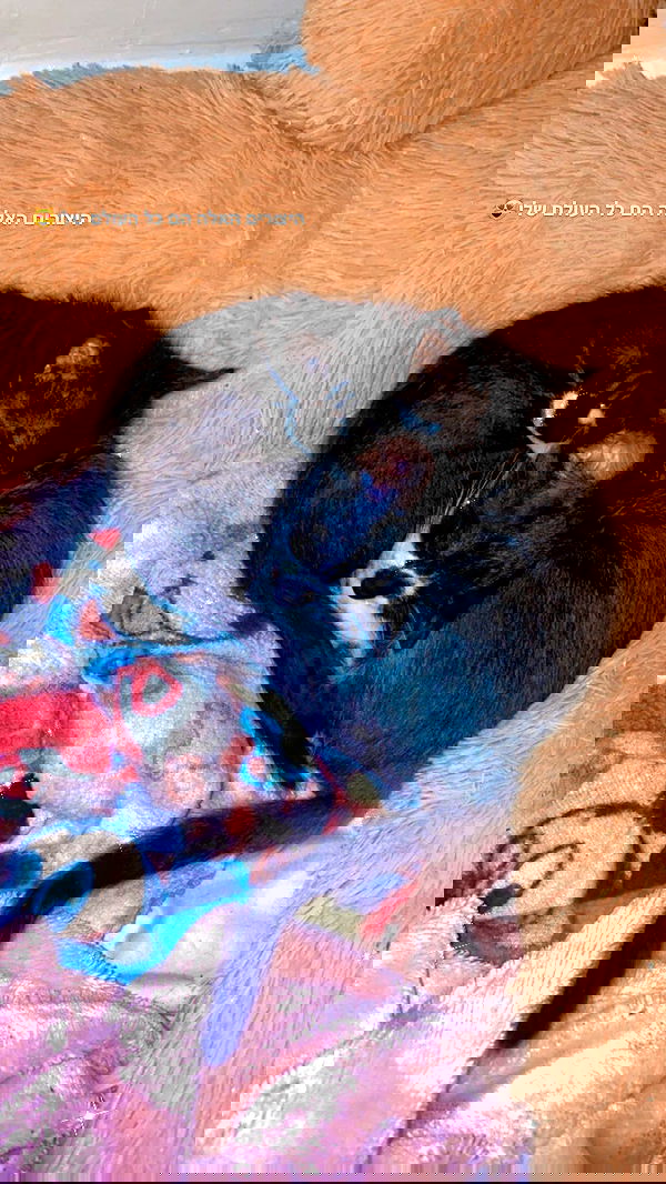 rebecka_tsadok rebecka_tsadok archive image