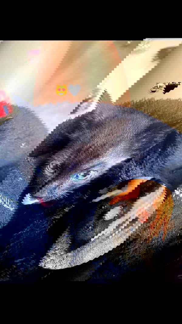 rebecka_tsadok rebecka_tsadok archive image