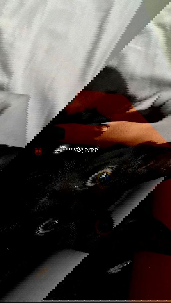 rebecka_tsadok rebecka_tsadok archive image