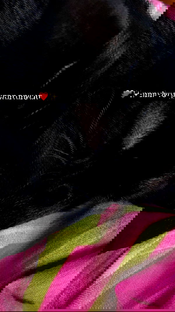 rebecka_tsadok rebecka_tsadok archive image