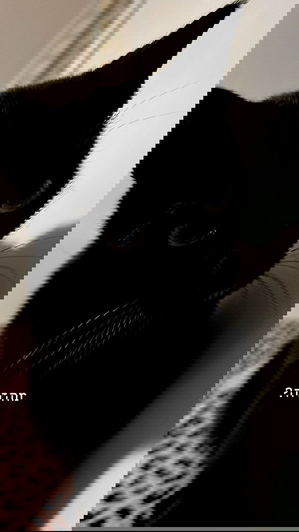 rebecka_tsadok rebecka_tsadok archive image