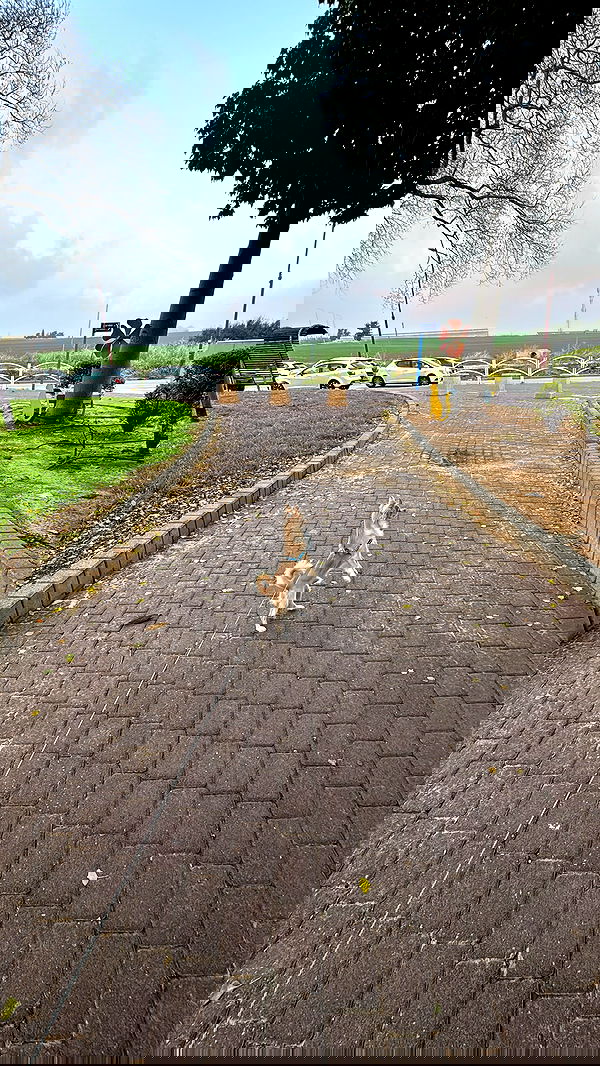 rinsrain rinsrain archive image