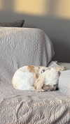 romitalblt Altpins Profile Picture
