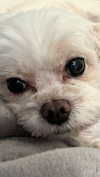 romitalblt Altpins Profile Picture