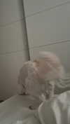 romitalblt Altpins Profile Picture