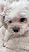 romitalblt Altpins Profile Picture