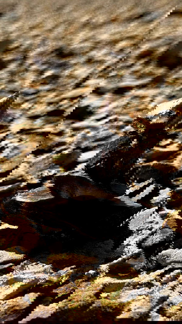 romy_ayalla_lavi romy_ayalla_lavi archive image