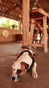 roni_ackerman Altpins Profile Picture