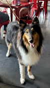 roni_ackerman Altpins Profile Picture