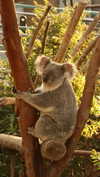 roni_ackerman Altpins Profile Picture