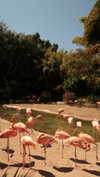 roni_ackerman Altpins Profile Picture