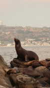 roni_ackerman Altpins Profile Picture