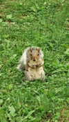 roni_ackerman Altpins Profile Picture