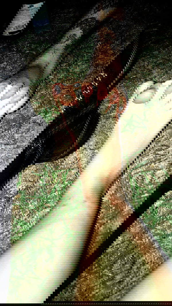 rose_xanne rose_xanne archive image