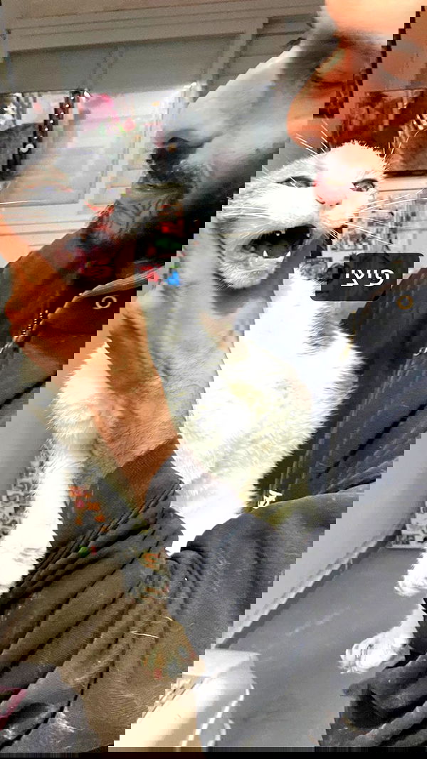 rose_xanne rose_xanne archive image