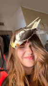 sa3hka Altpins Profile Picture