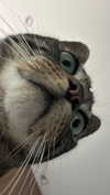 saekkico Altpins Profile Picture