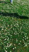 saracrumbleleg Altpins Profile Picture