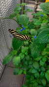 saracrumbleleg Altpins Profile Picture