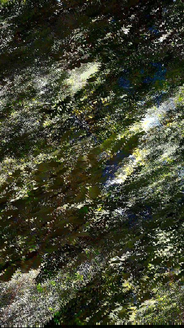 sedonaskyxo sedonaskyxo archive image