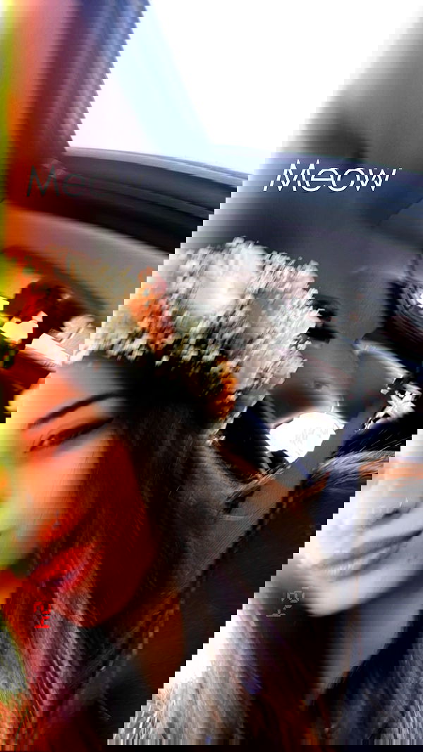 seilorkittyofficial seilorkittyofficial archive image