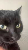 serenaasums Altpins Profile Picture