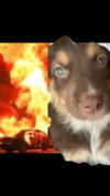 serenaasums Altpins Profile Picture